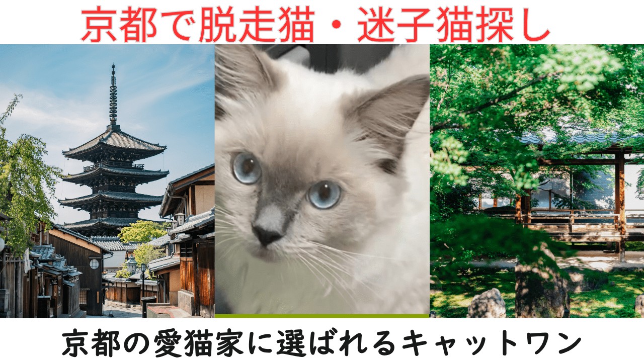 京都で脱走猫・迷子猫は京都の猫探偵キャットワン