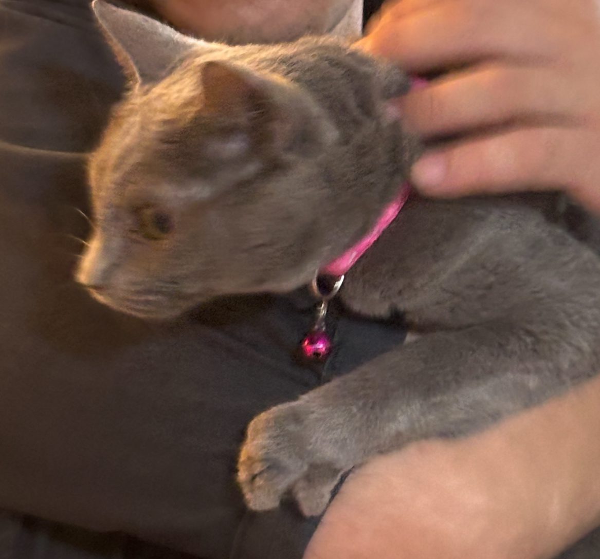 無事に保護され亜猫さん