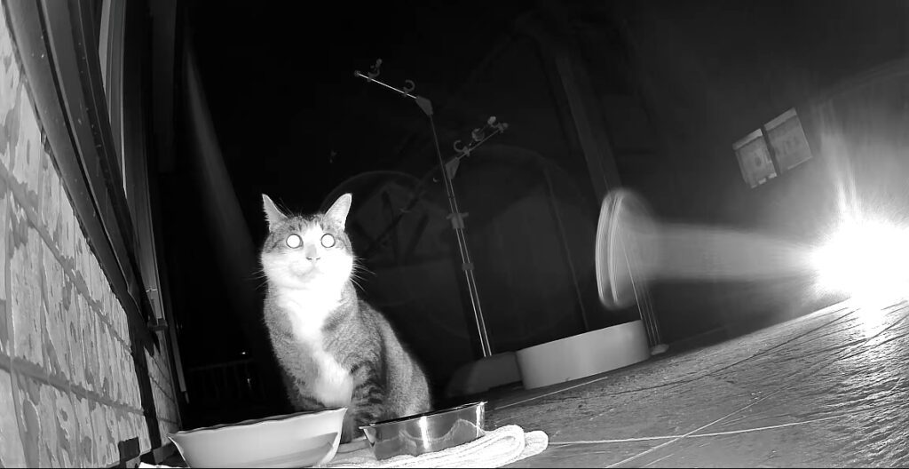 カメラに写った猫ちゃん