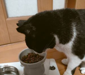 脱走後初めて家でご飯を食べる猫ちゃん
