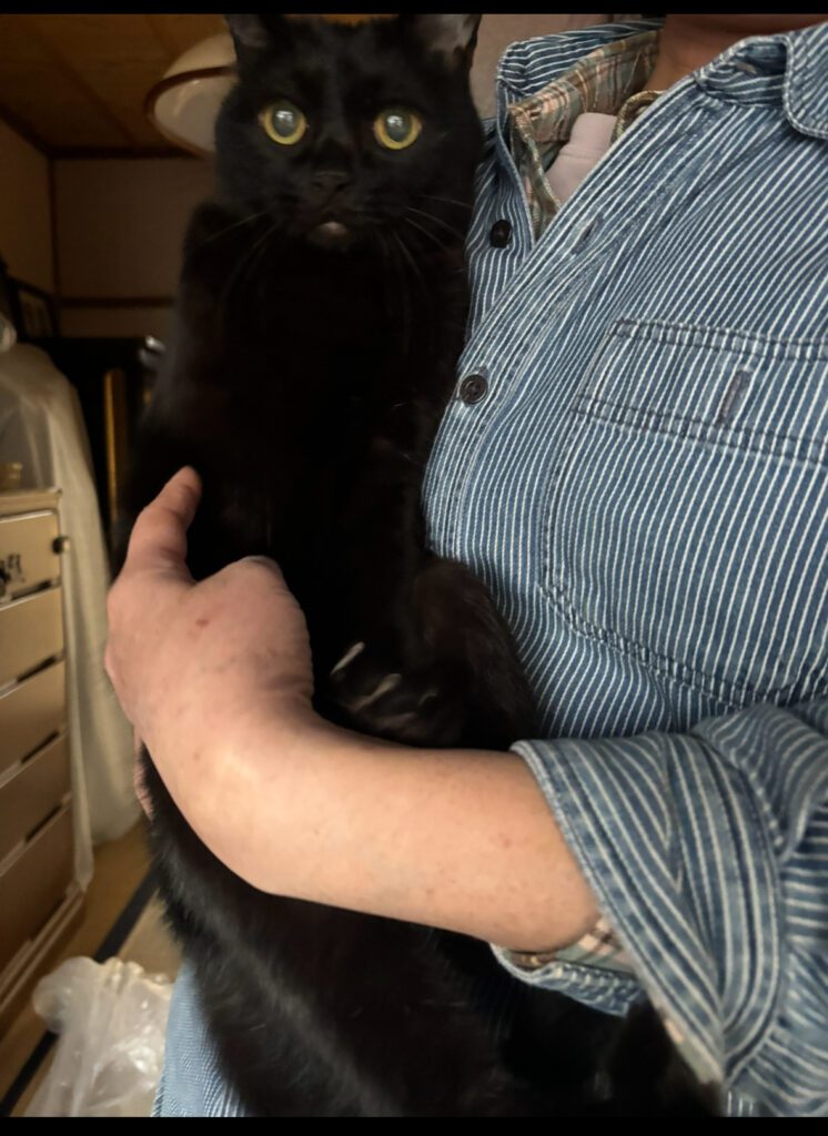 京都市北区無事に保護された黒猫ちゃん