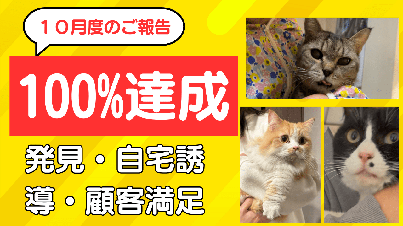 猫探偵サービス10月度のご報告：発見・自宅誘導・顧客満足100%達成"