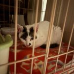 脱走から３３日後に無事に保護された猫ちゃん