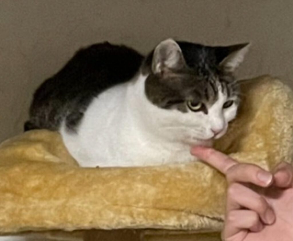 滋賀県栗東市、夜中の捜索で発見開通電灯が導いた保護