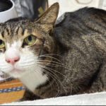 脱走３３日後に無事に保護された猫ちゃん