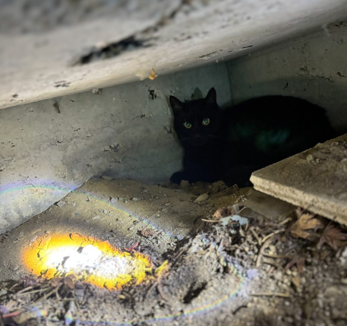 懐中電灯の光には驚きません。