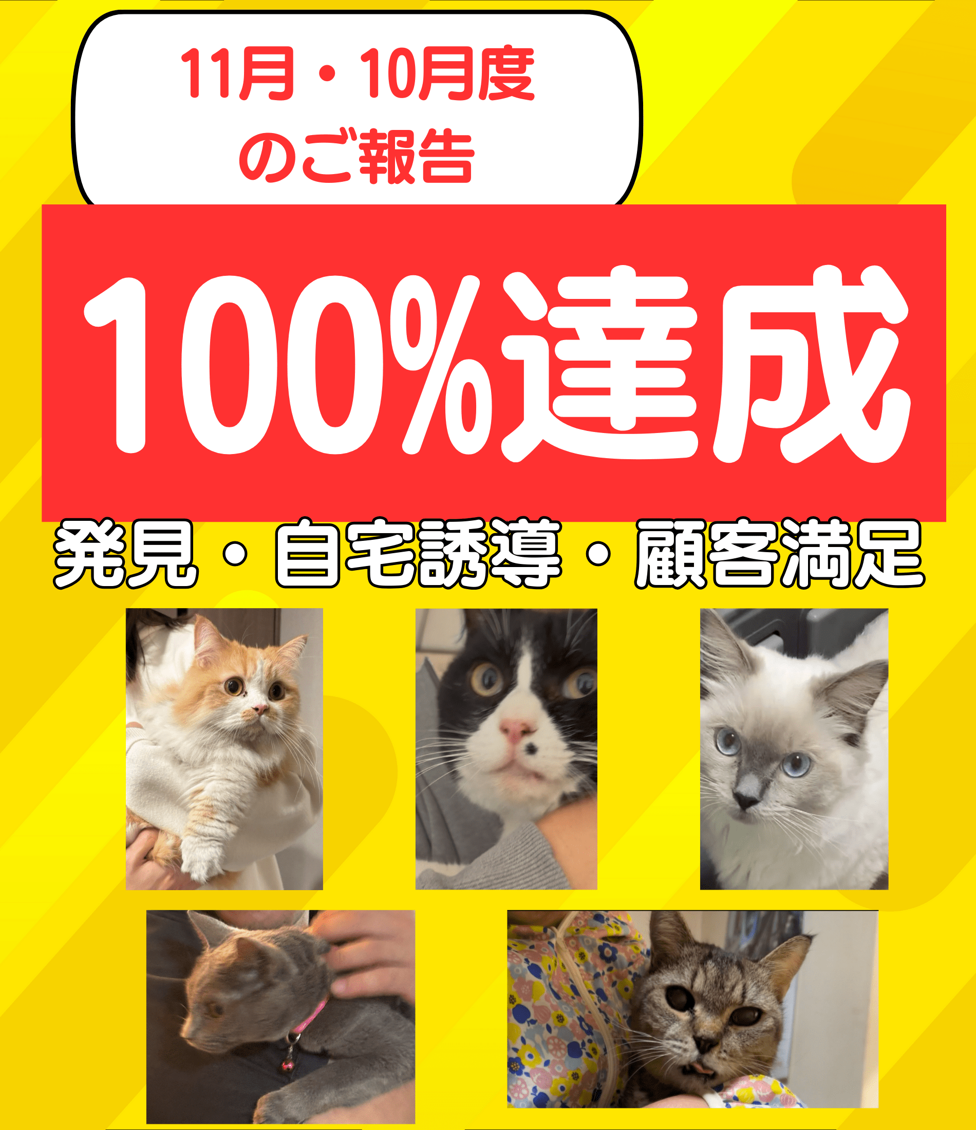 猫探偵サービス10月度のご報告：発見・自宅誘導・顧客満足100%達成"