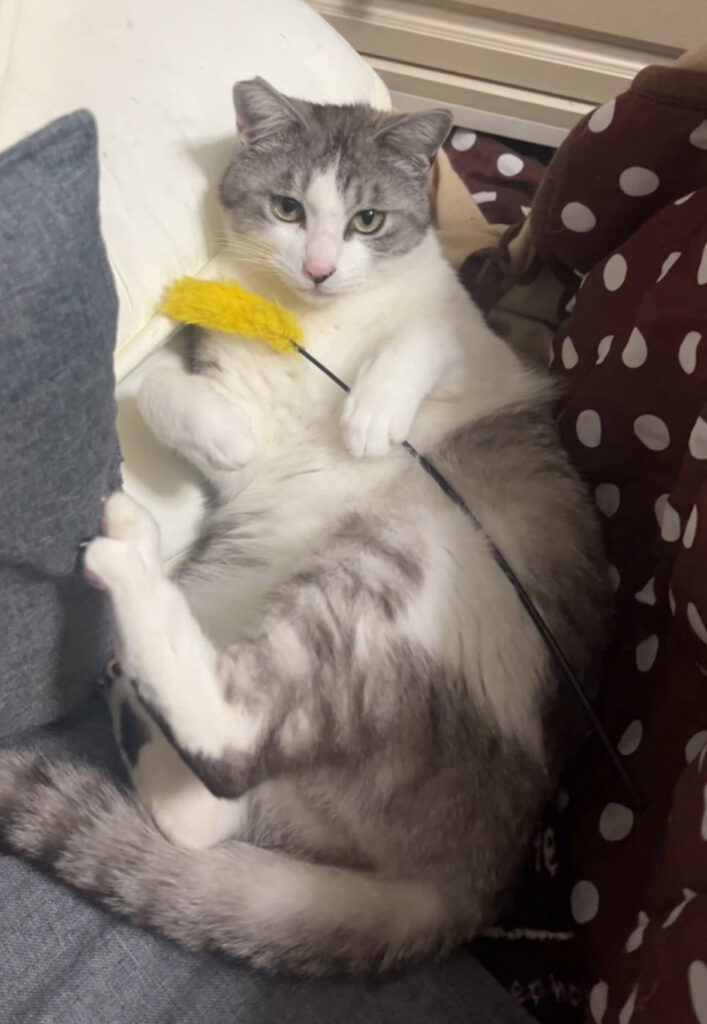 無事に帰宅した脱走猫