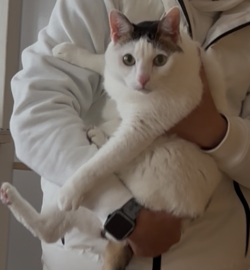 脱走から８日ぶりに帰宅して甘える白猫の男の子