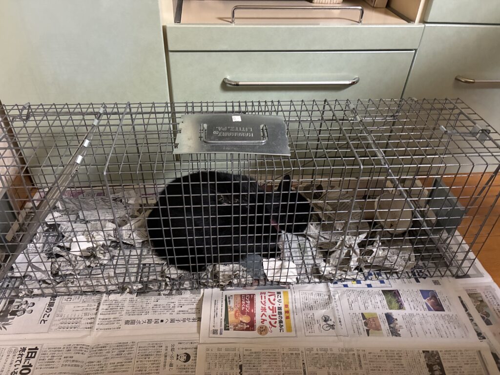 武人位保護された迷子猫・脱走猫