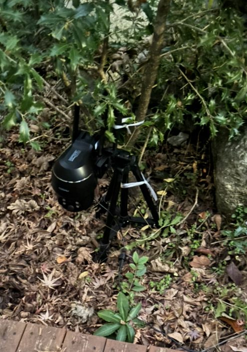 監視カメラは気配を消して猫を観察するのに最適。角度や設置場所はプロの技術が必須。