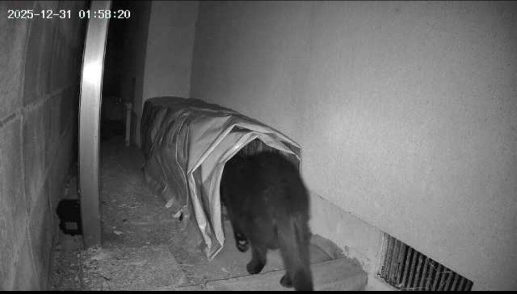 監視カメラでリアルにテェック、角度や場所がプロのノウハウ捕獲んお瞬間を逃しません。