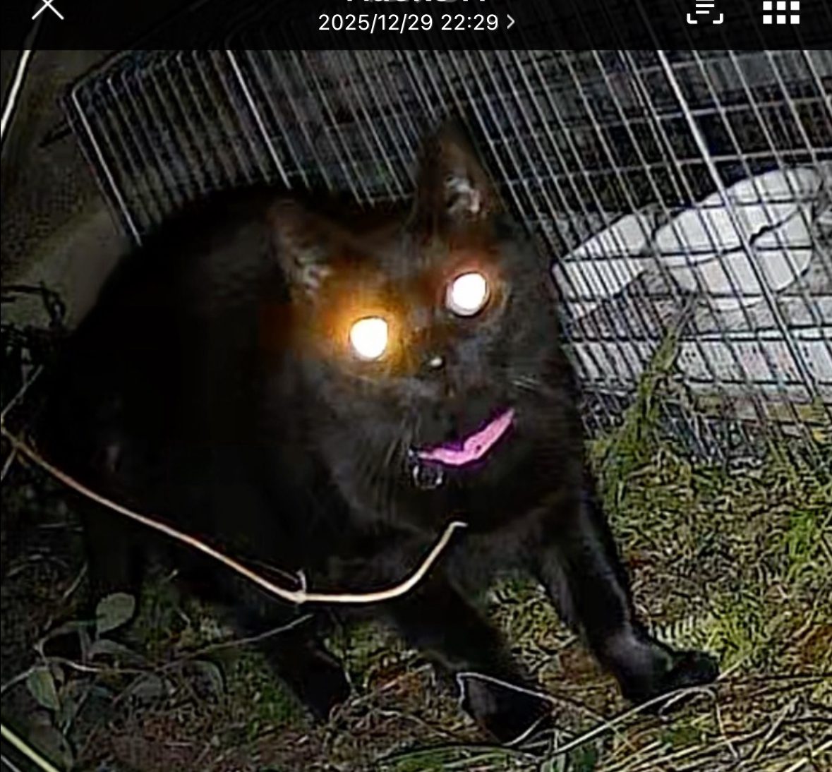 庭裏に設置した4Gカメラに映った愛猫