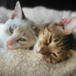 猫のいる暮らし。脱走目の根尾との穏やかな生活