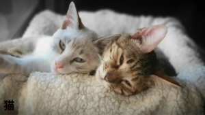 猫のいる暮らし。脱走目の根尾との穏やかな生活