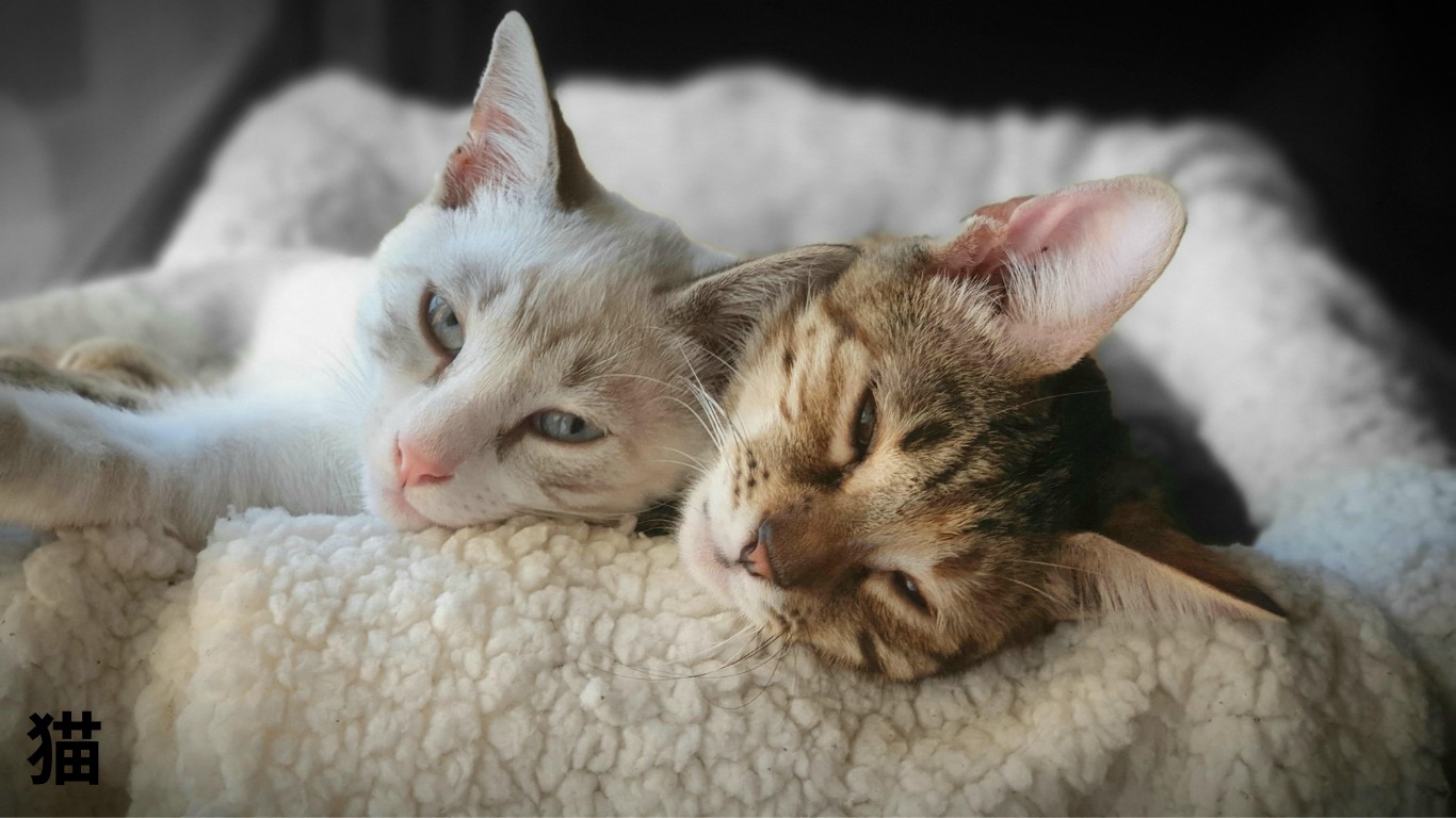 猫のいる暮らし。脱走目の根尾との穏やかな生活
