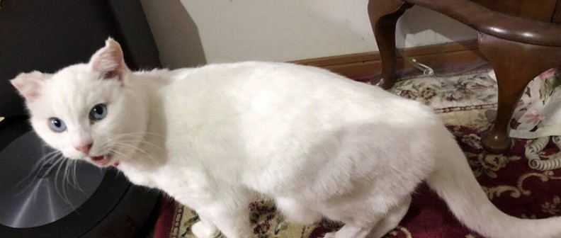 無事に帰宅した白猫ちゃん
