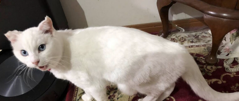 無事に帰宅した白猫ちゃん