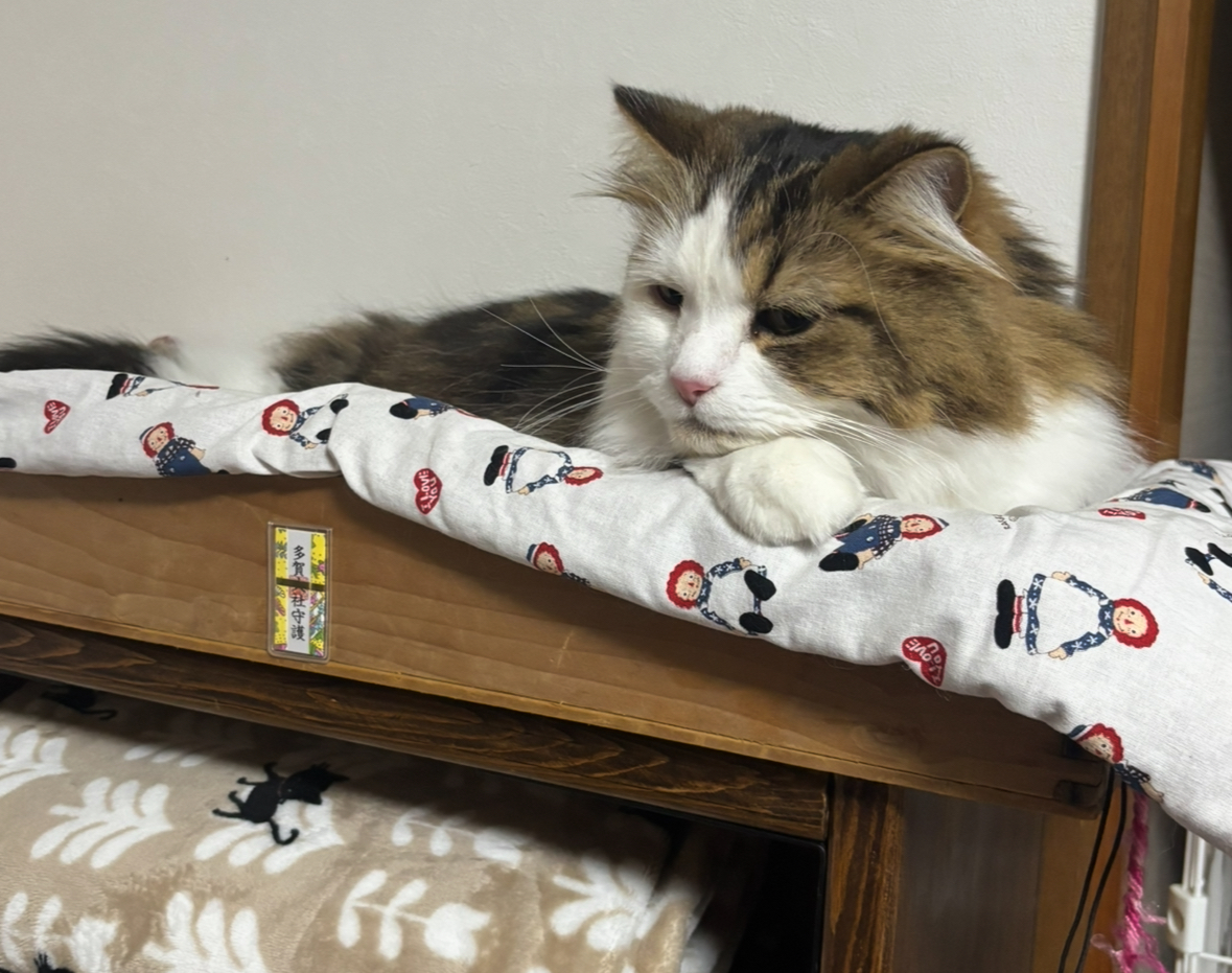 家族の声に反応して発見・保護された猫さん