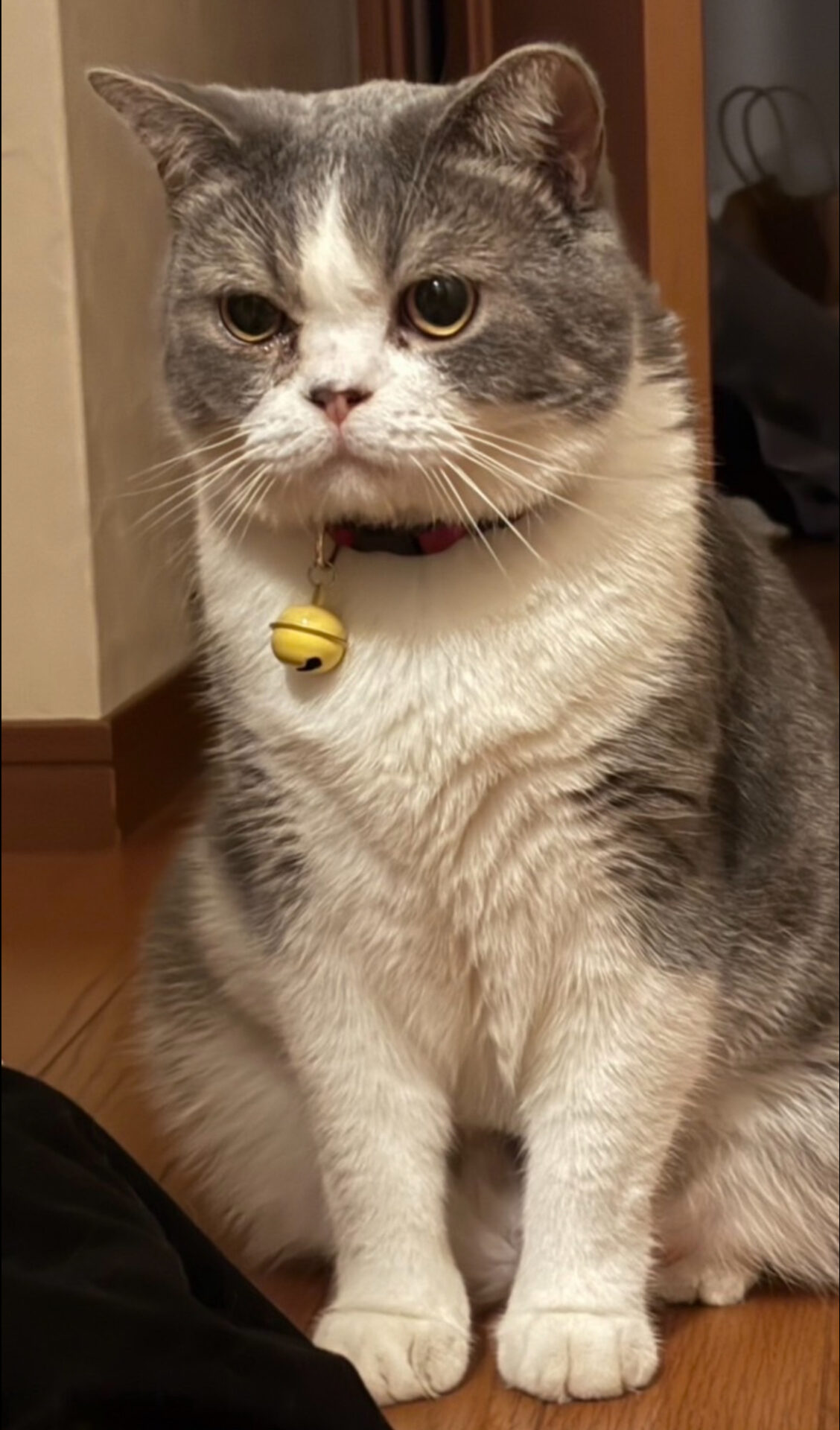京都市山科区で認知科学を応用して保護した猫