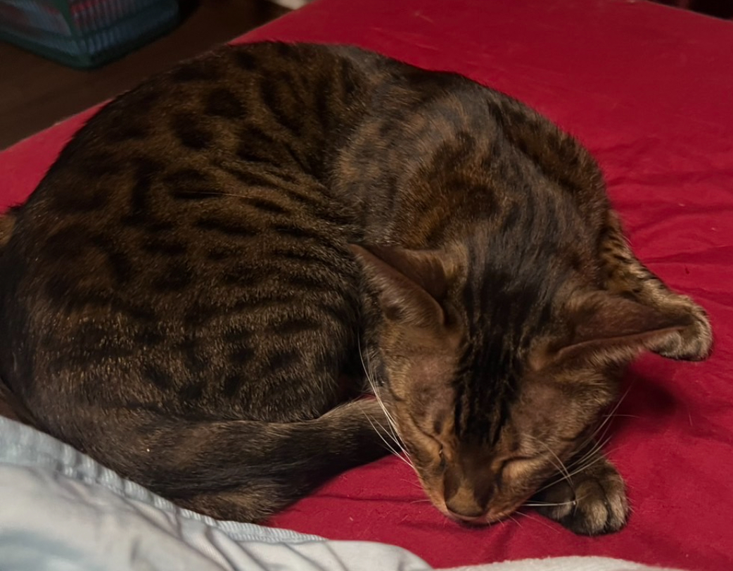 チラシ情報から保護できた猫さん