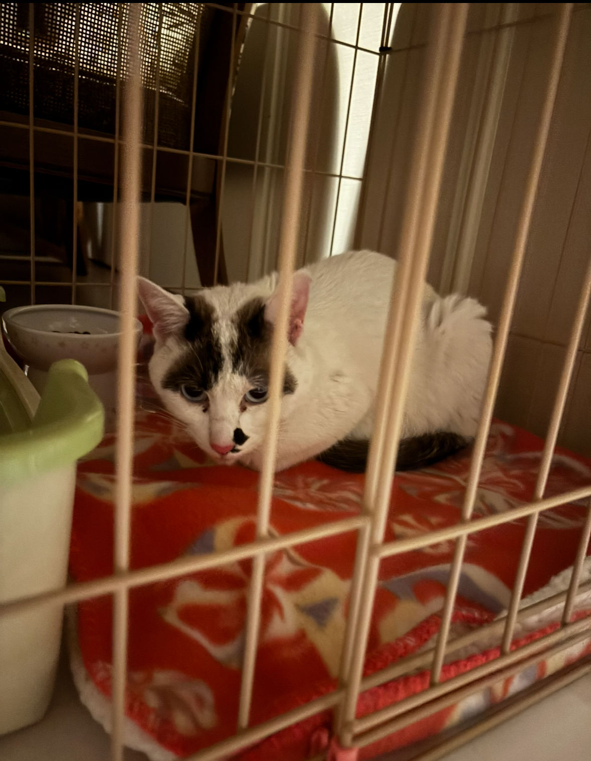 京都市北区でチラシ情報から保護した猫