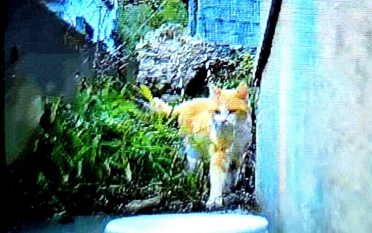 10日間の捜索で姿を確認。キャットワンは３日で終わりません。