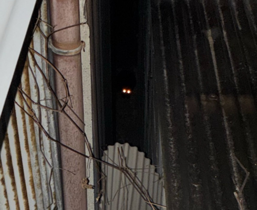夜間の懐中電灯によるアイシャイン(タペタム反射)で建物の隙間にいるところを発見された迷子猫