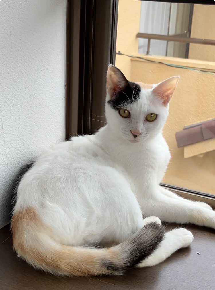 京都市内で保護した猫