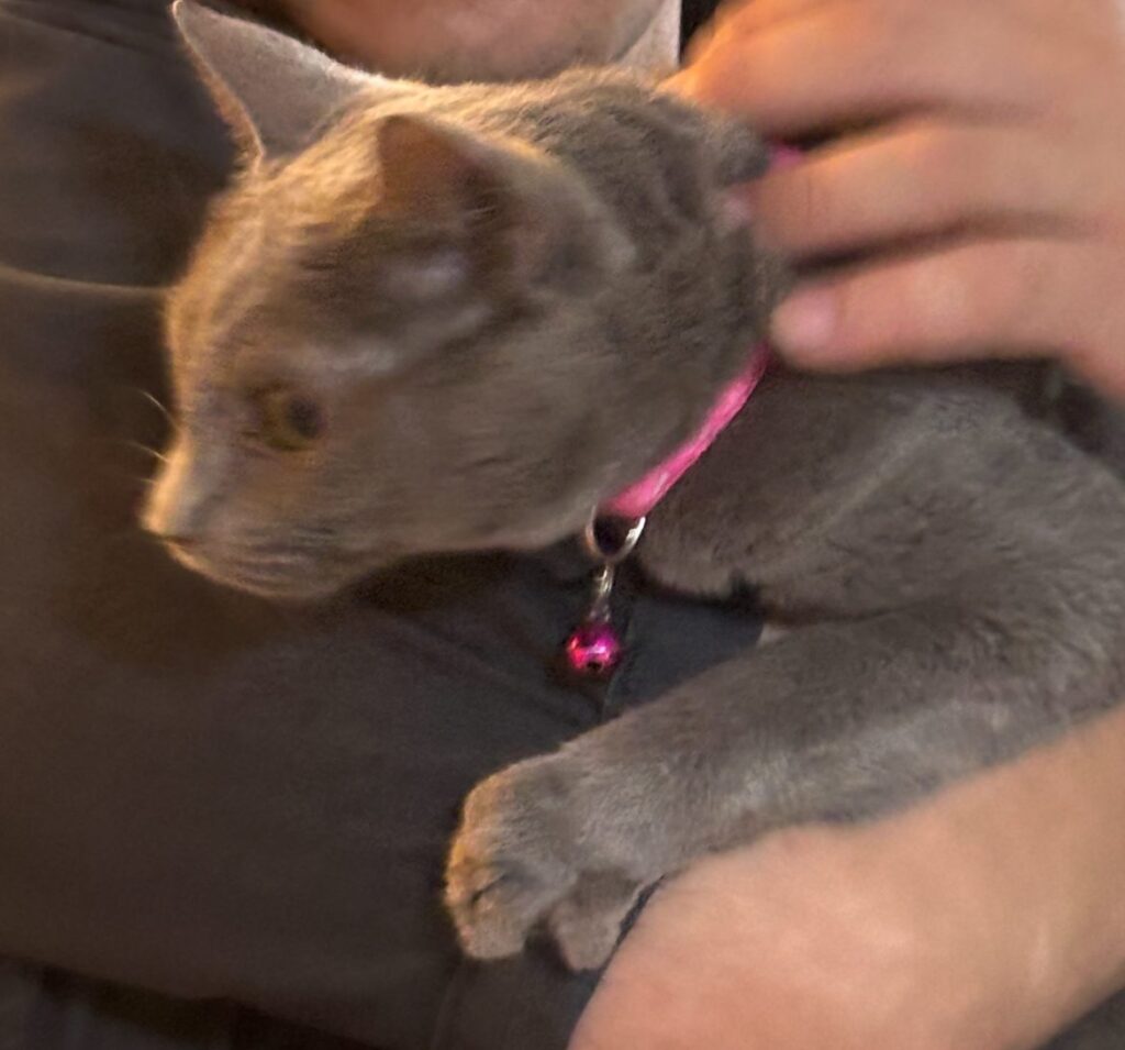 無事に保護されたロシアンブルー貝塚市