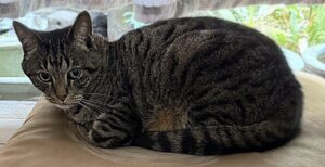 壁の後ろに落ちてしまった下京区の猫ちゃんビジに保護
