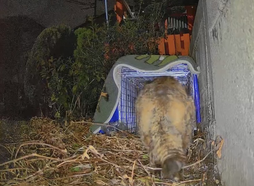 先が透けて見える特殊捕獲機に入る猫