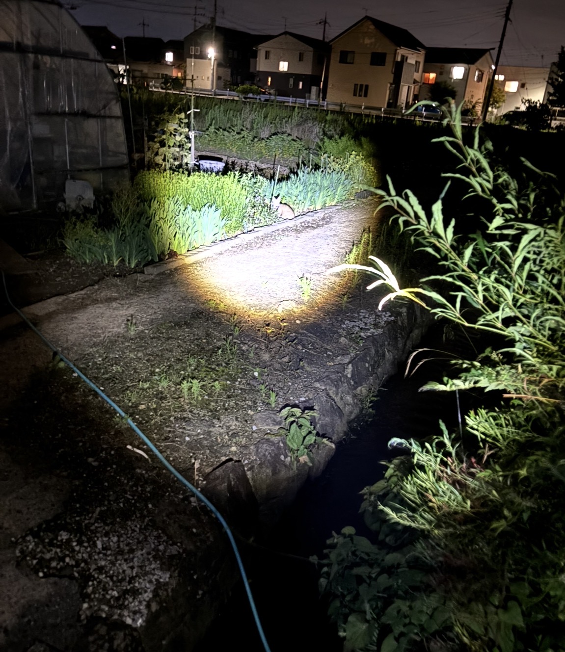 畑や雑木林に隣接する場所で特殊懐中電灯を使う様子