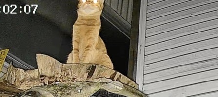 ４gカメラで対象猫を発見確認