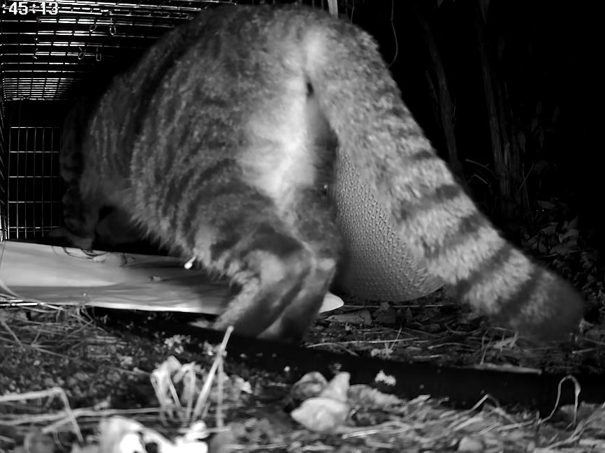 京都市北区で保護した猫