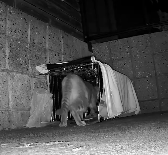 捕獲機に入る脱走猫