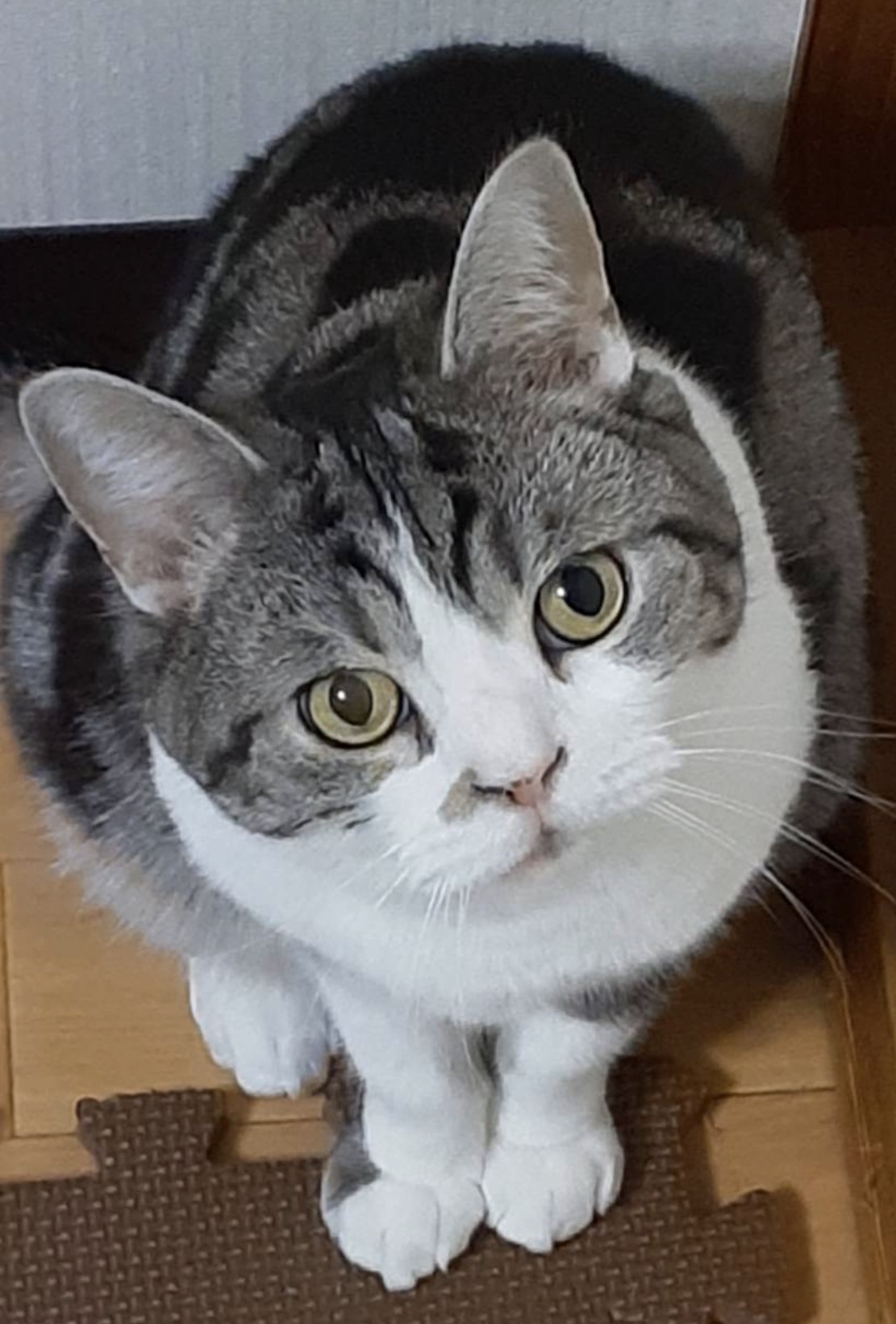 京都市下京区でベランダから脱走した猫の保護事例
