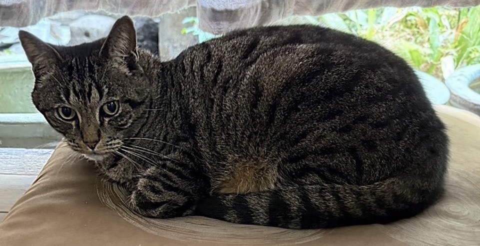 京都市上京区で保護された猫ちゃん