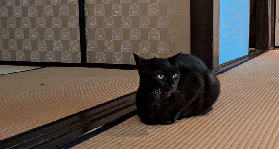 嵯峨嵐山で保護した黒猫ちゃん