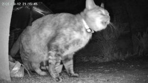 捕獲器の横に夜間現れた猫を、トレイルカメラが赤外線で記録した写真
