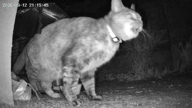 捕獲器の横に夜間現れた猫を、トレイルカメラが赤外線で記録した写真