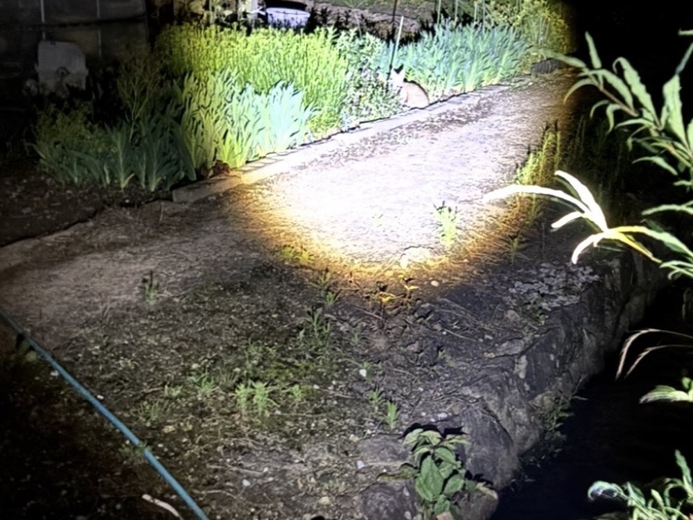 特殊懐中電灯で照らした先に猫の姿を確認した夜間捜索の様子