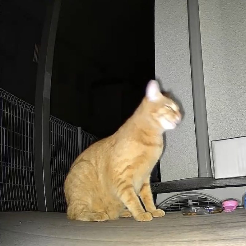夜間のカメラ映像で確認した茶トラの猫 奈良県