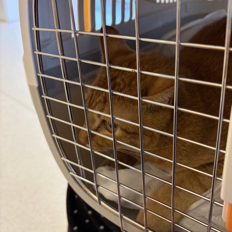 保護されキャリーに入った茶トラの猫 奈良県