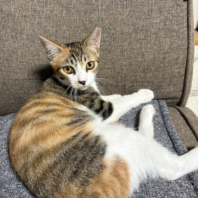 保護後に自宅でくつろぐ三毛の子猫 奈良県
