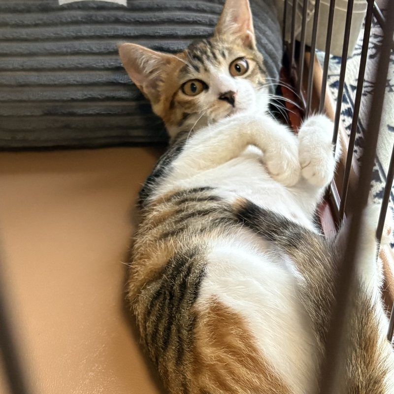 保護後の三毛の子猫 奈良県での保護実績