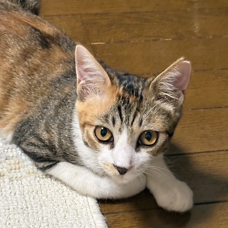 保護された三毛の子猫 奈良県