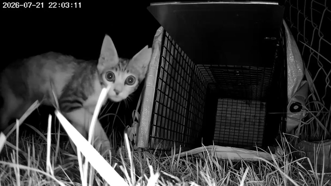 捕獲器のそばでカメラに写った三毛の子猫 奈良県での捜索