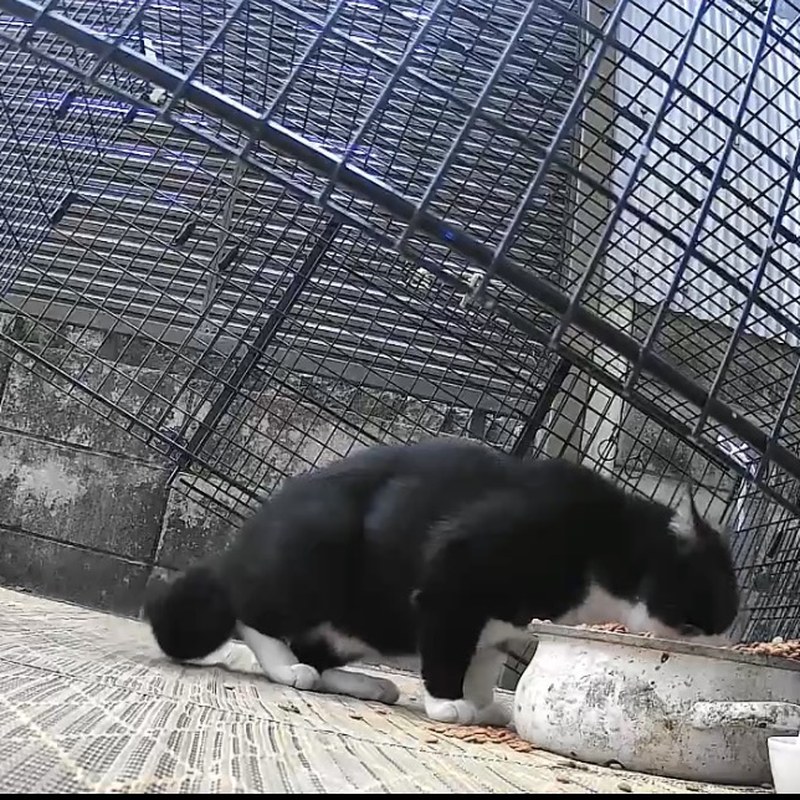 宇治田原町でドロップ式捕獲器の下で食事するハチワレ猫