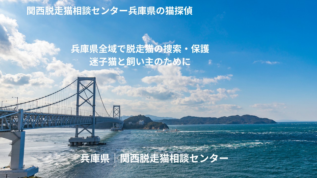 関西脱走猫相談センター 兵庫県の猫探偵 兵庫県全域で脱走猫の捜索・保護 迷子猫と飼い主のために